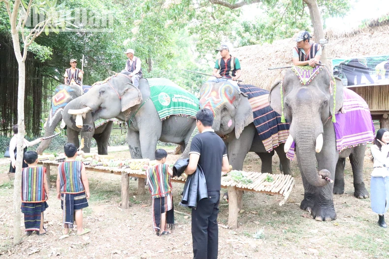 Du lịch thân thiện với voi