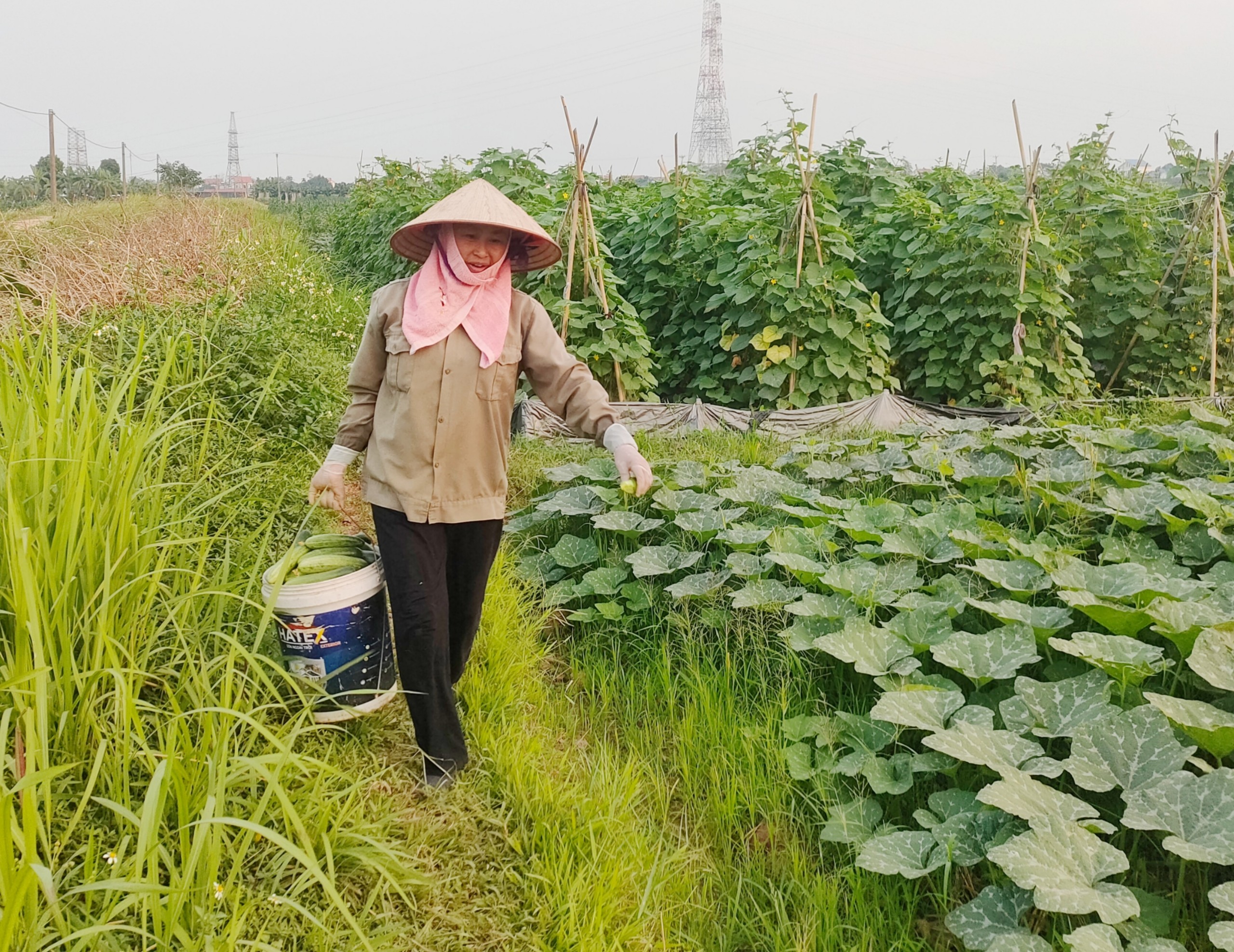 Phát triển các vùng sản xuất rau an toàn