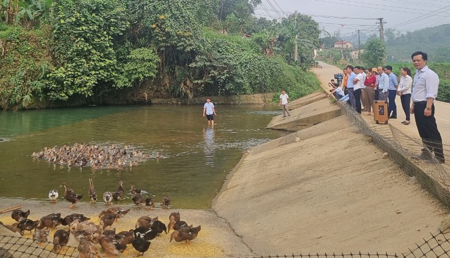 Tổng kết mô hình “Vịt suối thương phẩm”