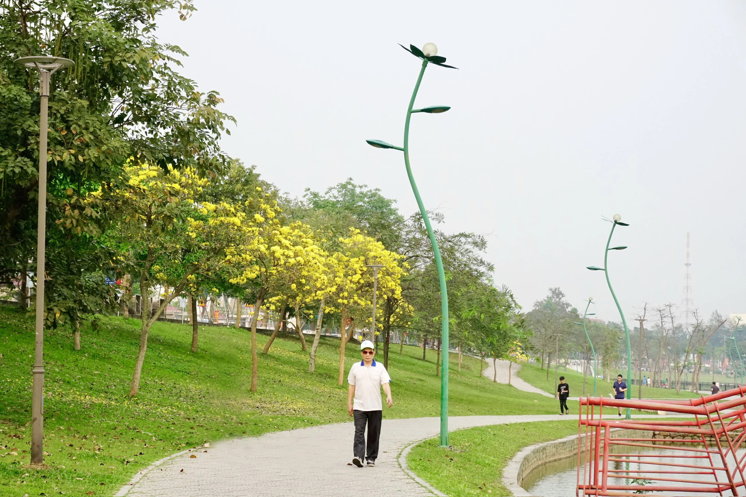 Ngắm mùa hoa phong linh nhuộm vàng góc phố