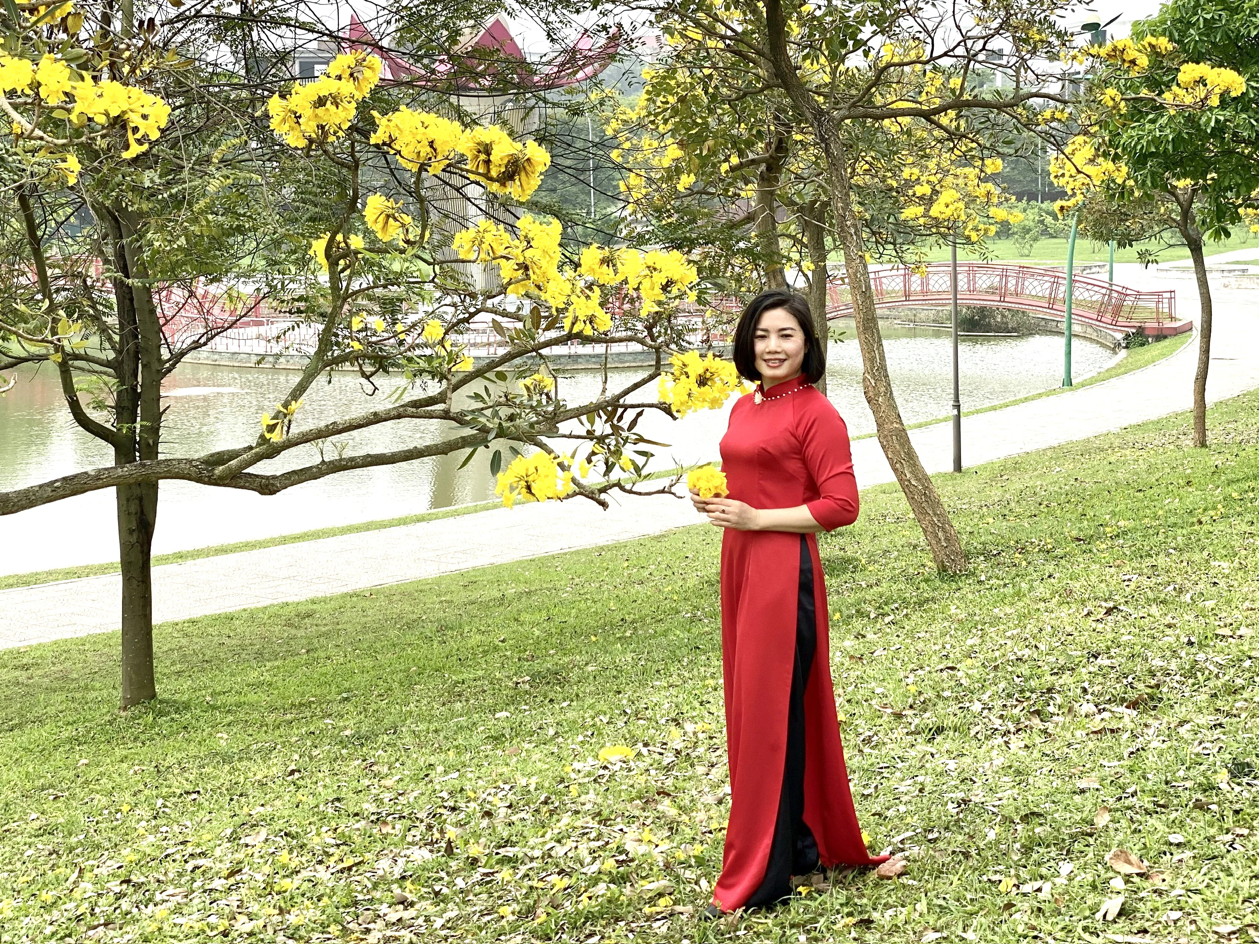 Ngắm mùa hoa phong linh nhuộm vàng góc phố