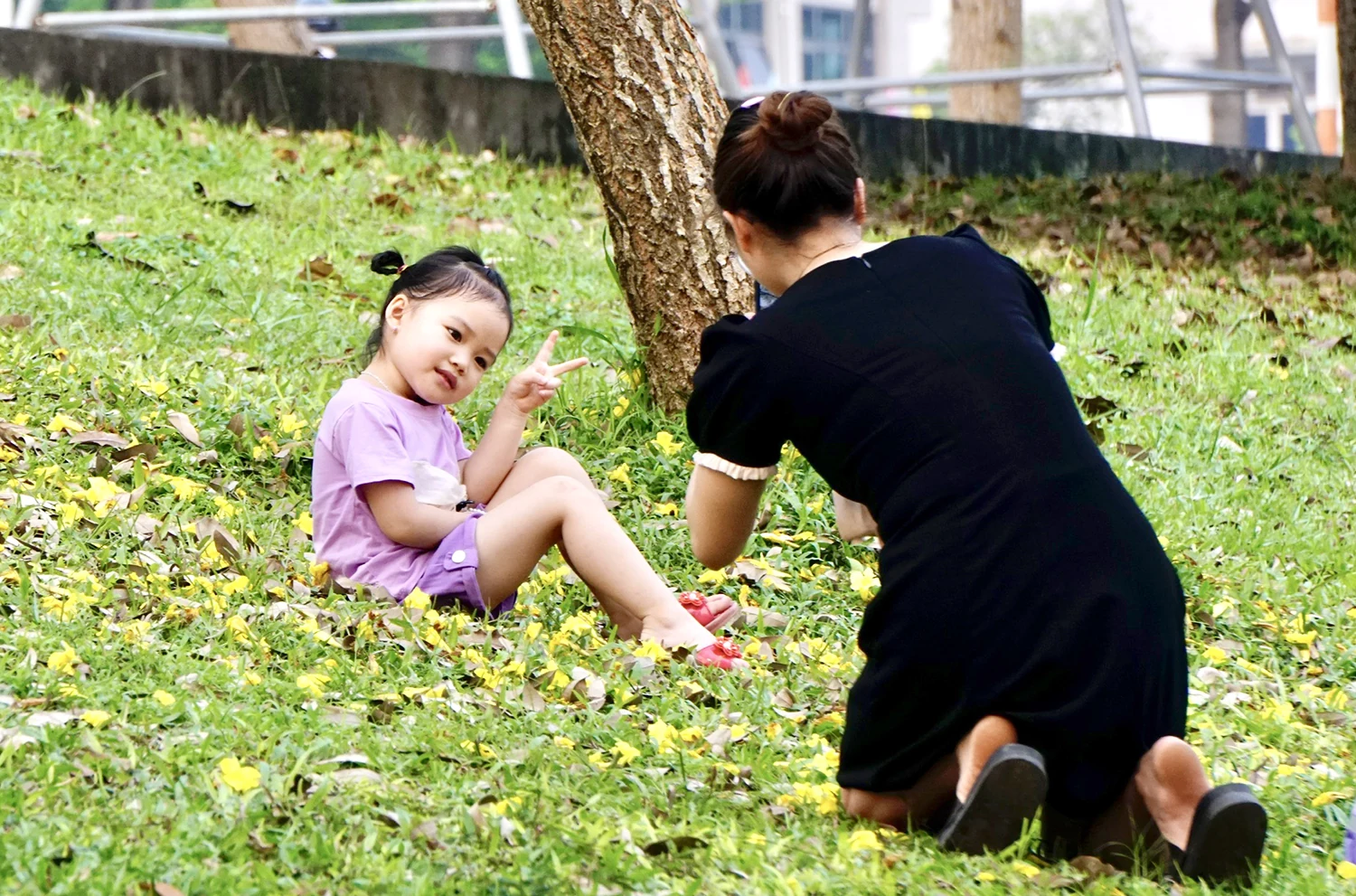 Ngắm mùa hoa phong linh nhuộm vàng góc phố