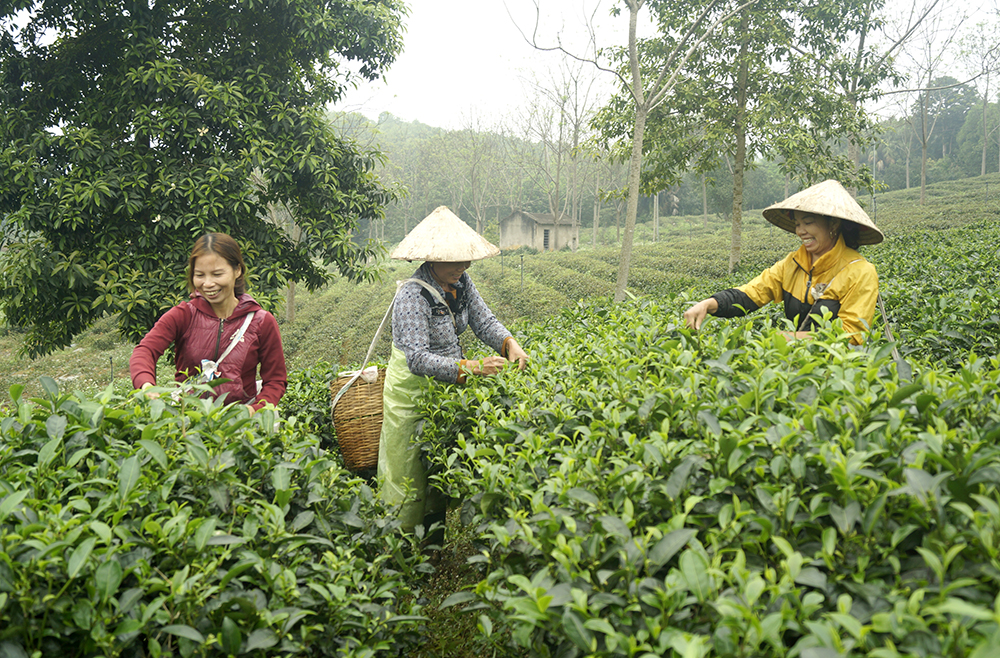 Xây dựng thương hiệu từ sản xuất chè an toàn