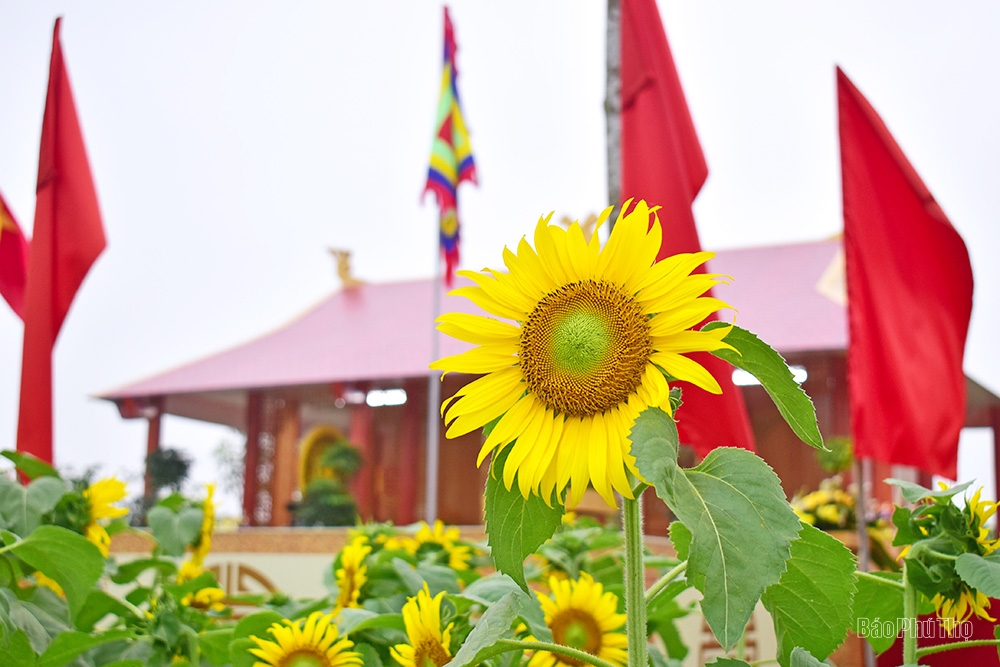 Brilliant sunflowers at Hung Kings’ Temple