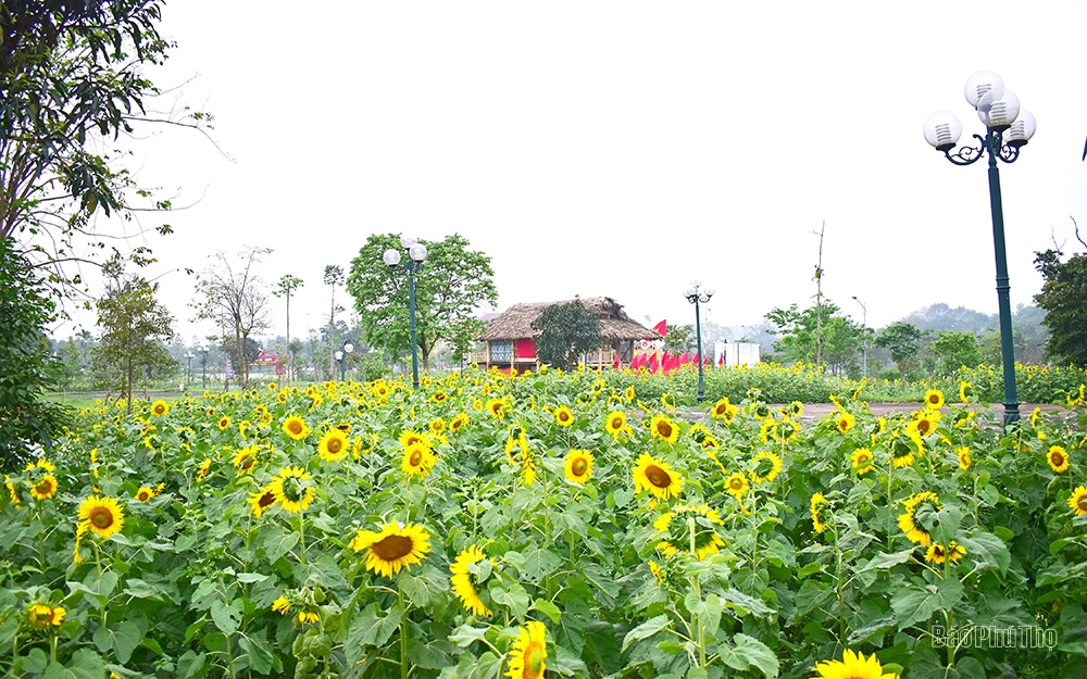 Brilliant sunflowers at Hung Kings’ Temple