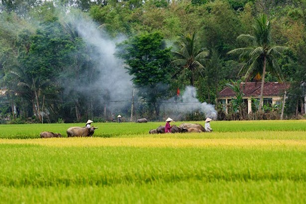 Chiều quê và nỗi nhớ