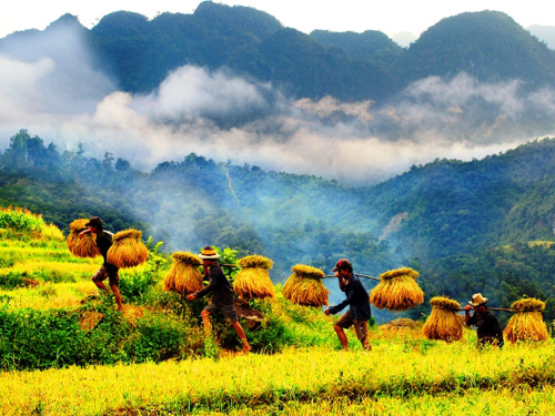 Mùa gặt trong kí ức