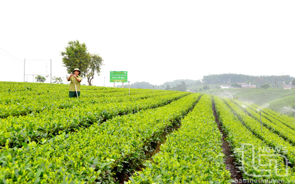 Đại Từ sẵn sàng cho Lễ hội Trà