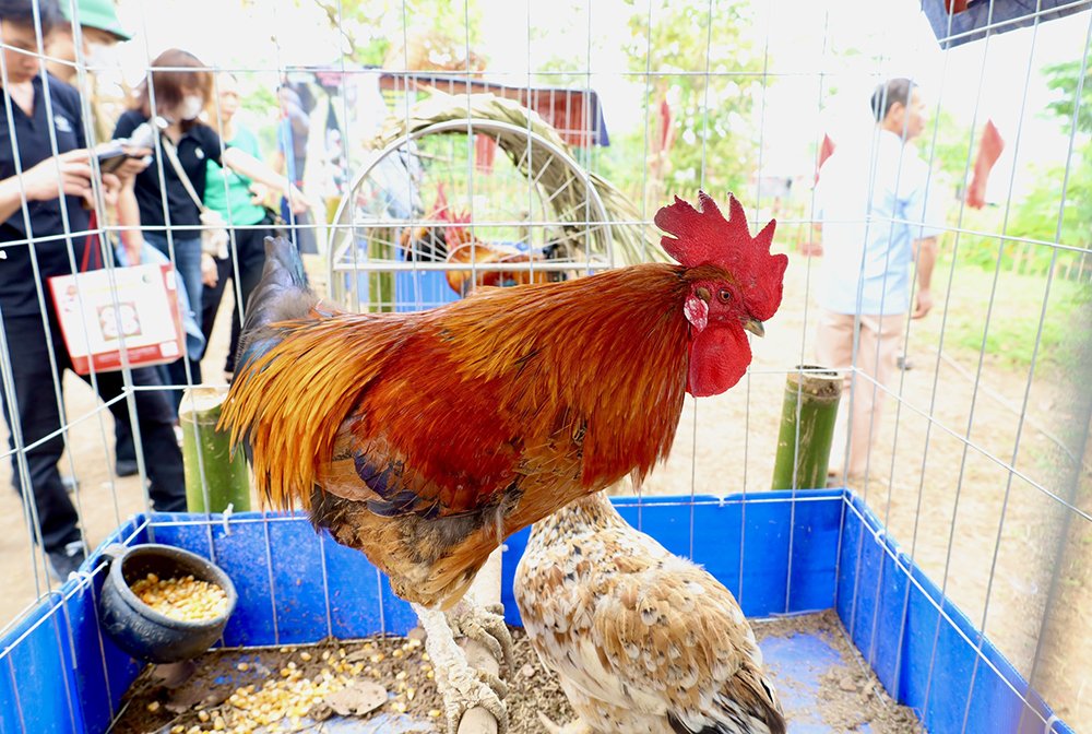 Unique multi-spur cocks at Hung King Temple