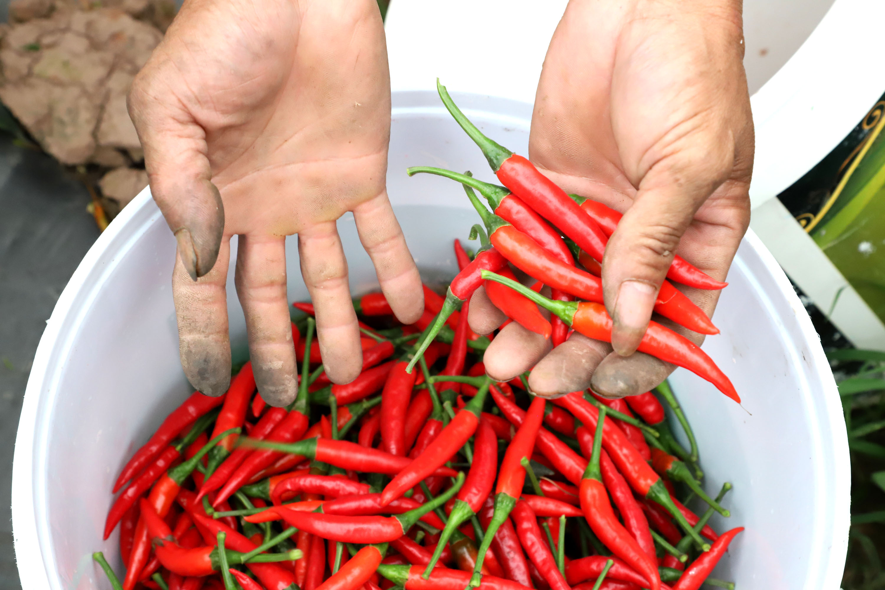 Red chili peper season