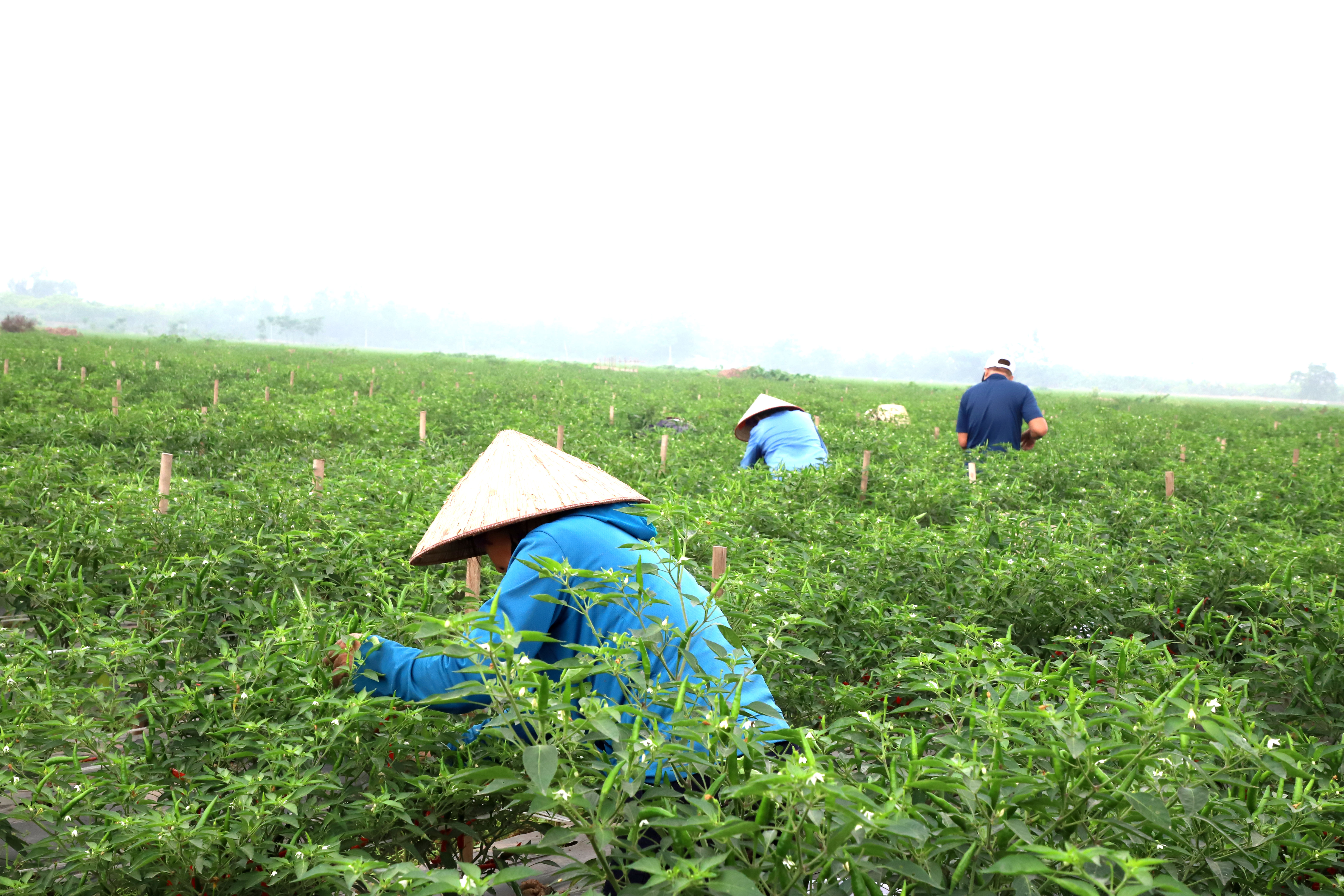 Red chili peper season