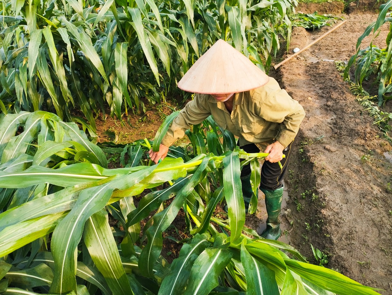 Thanh Sơn chủ động ứng phó với thiên tai