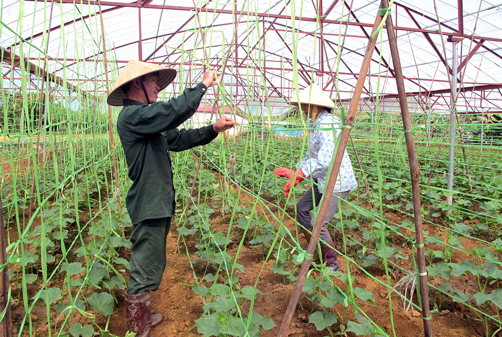 Thúc đẩy phát triển nông nghiệp hữu cơ