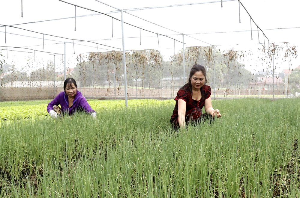 Phát triển sản phẩm OCOP