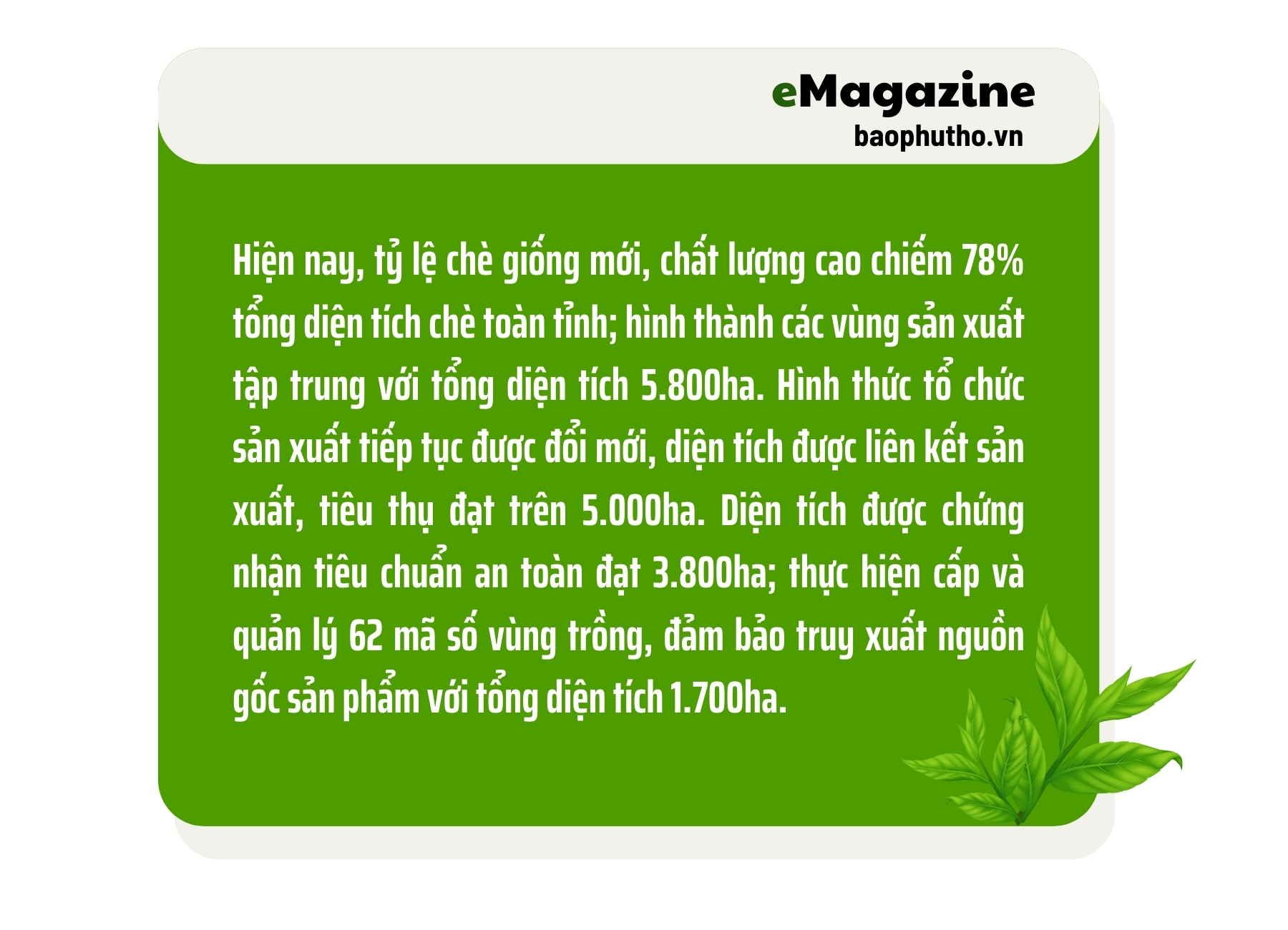 Phát triển thương hiệu chè Phú Thọ