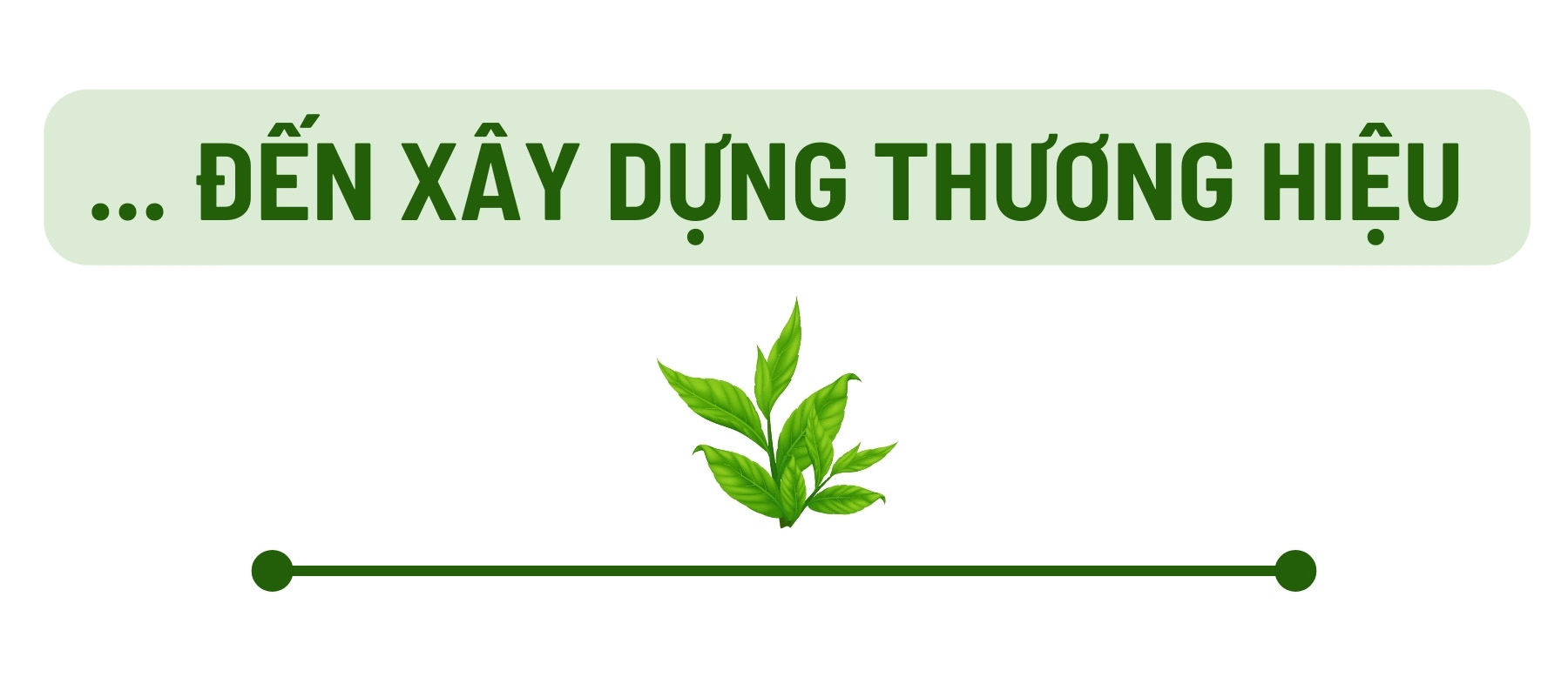 Phát triển thương hiệu chè Phú Thọ