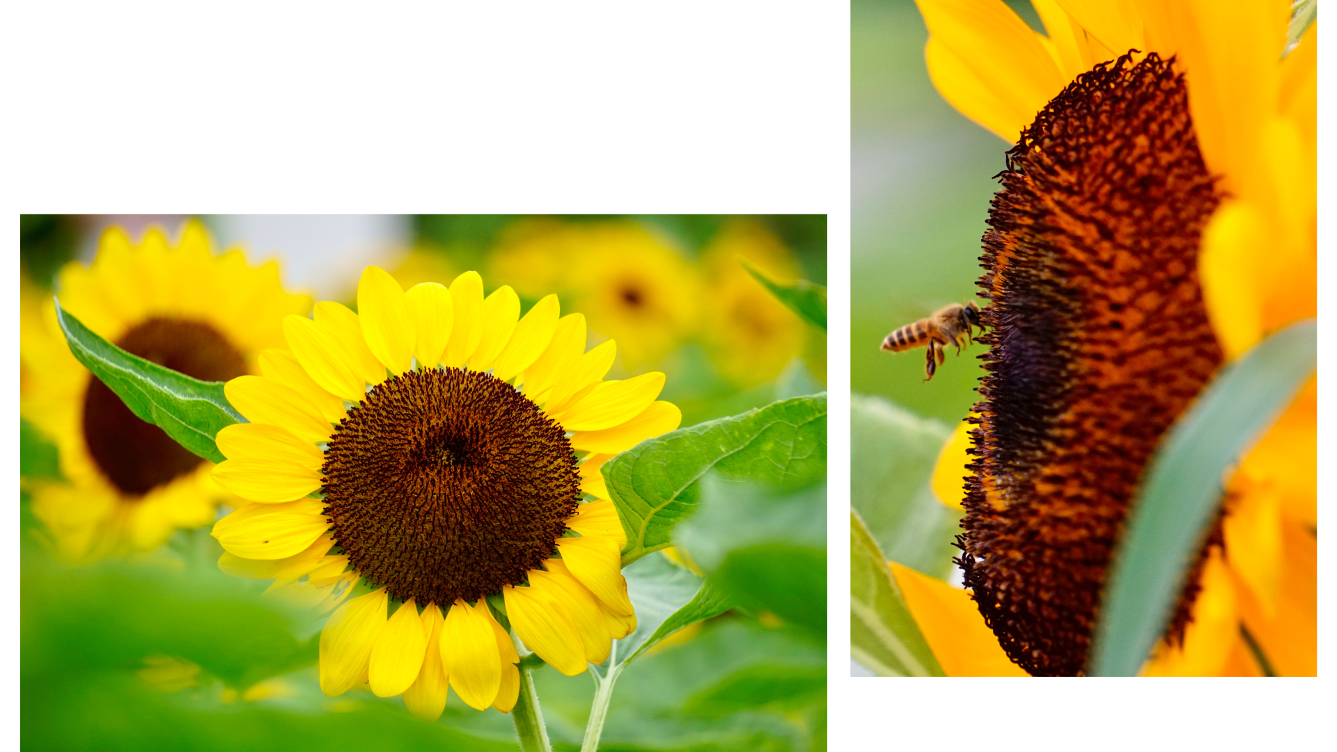 Brilliant colors of sunflowers