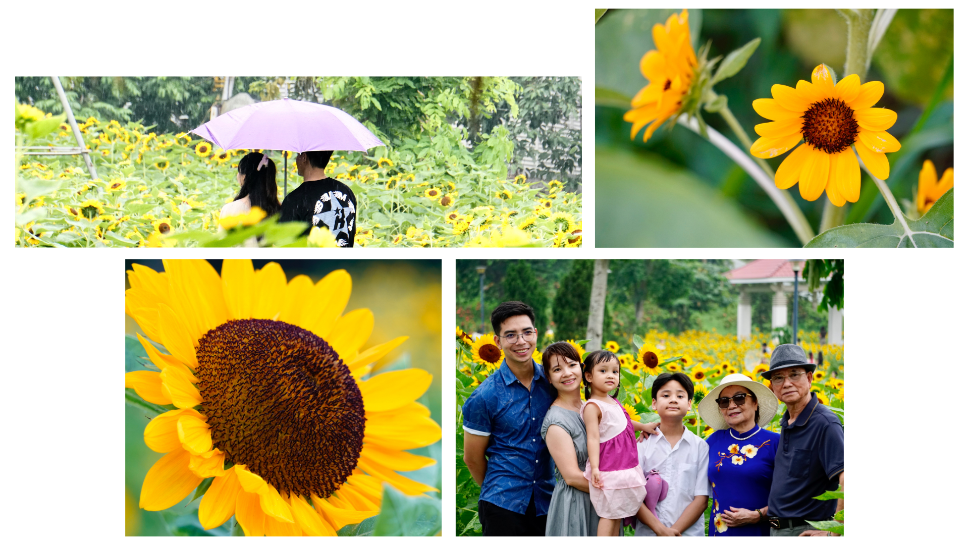 Brilliant colors of sunflowers