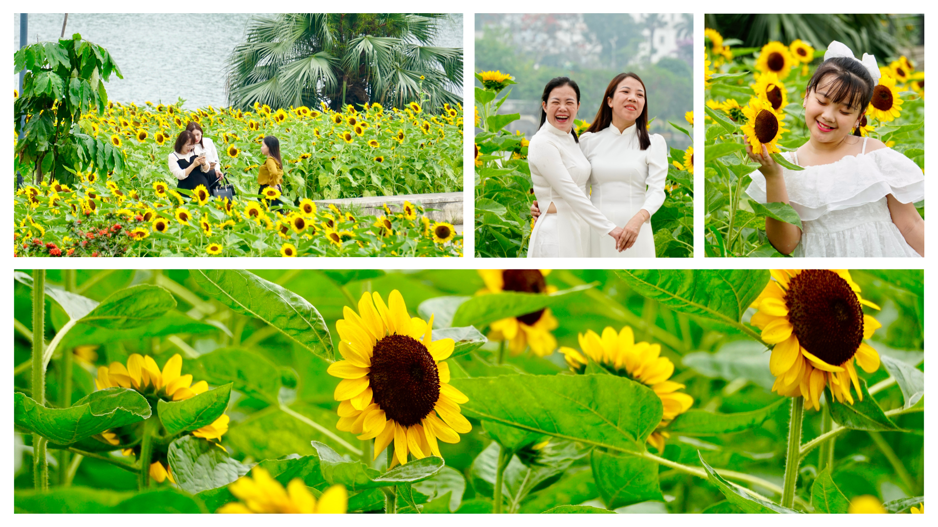 Brilliant colors of sunflowers