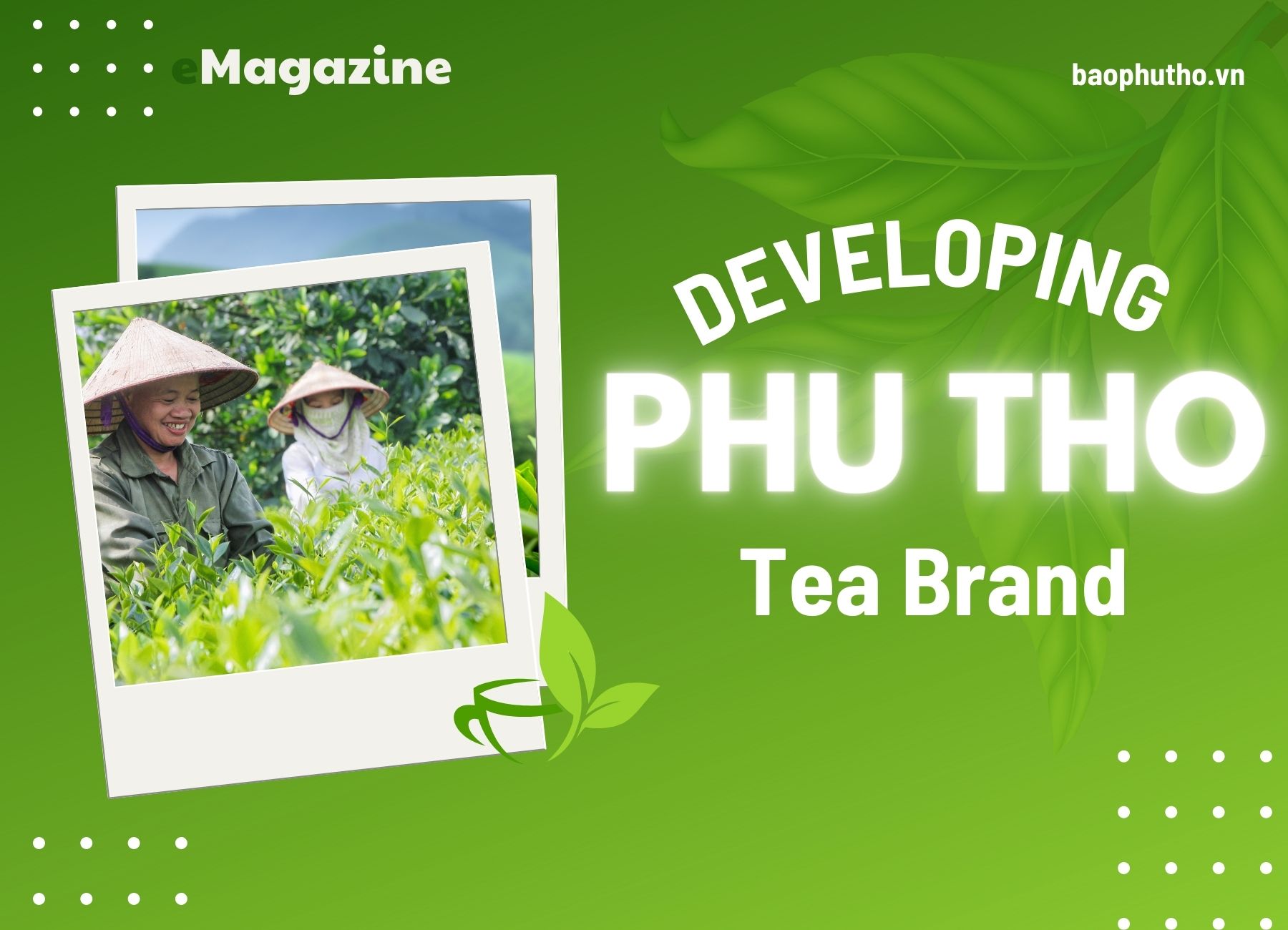 Develop Phu Tho’s tea brand