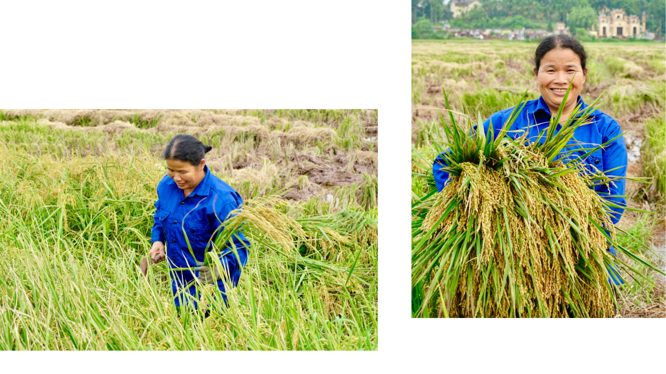 The scent of the harvest