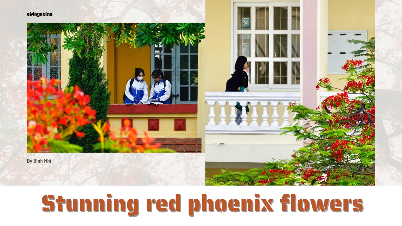 Stunning red phoenix flowers