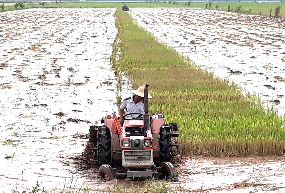 Chủ động để vụ Mùa thắng lợi