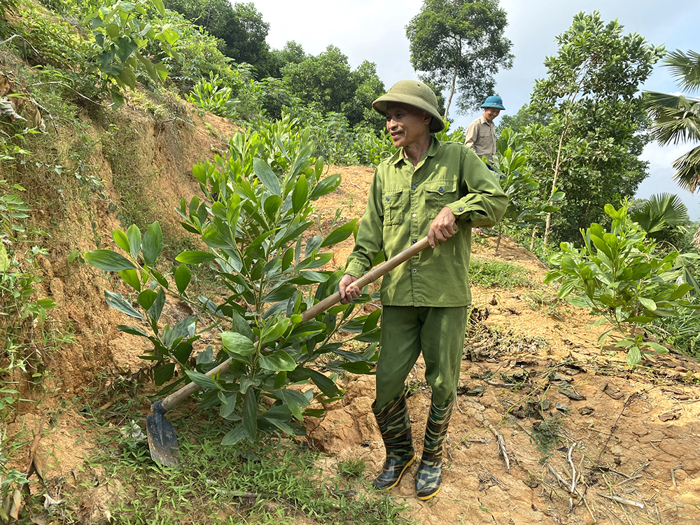 Nỗ lực phát triển lâm nghiệp bền vững