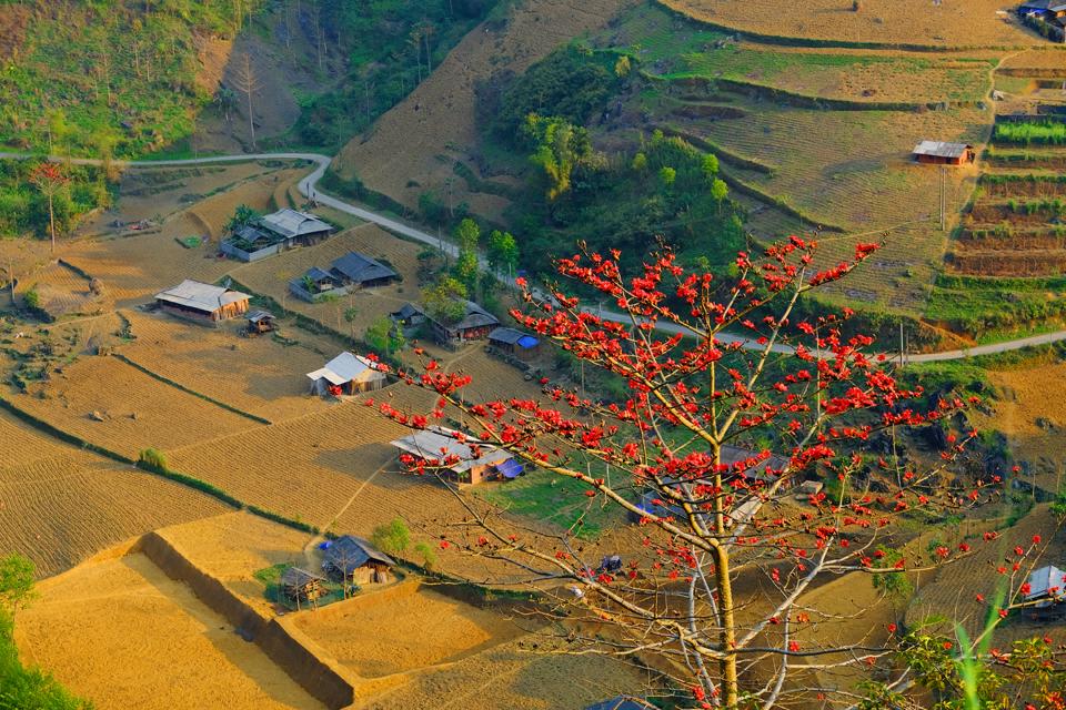 Bông pằng nảng mang theo