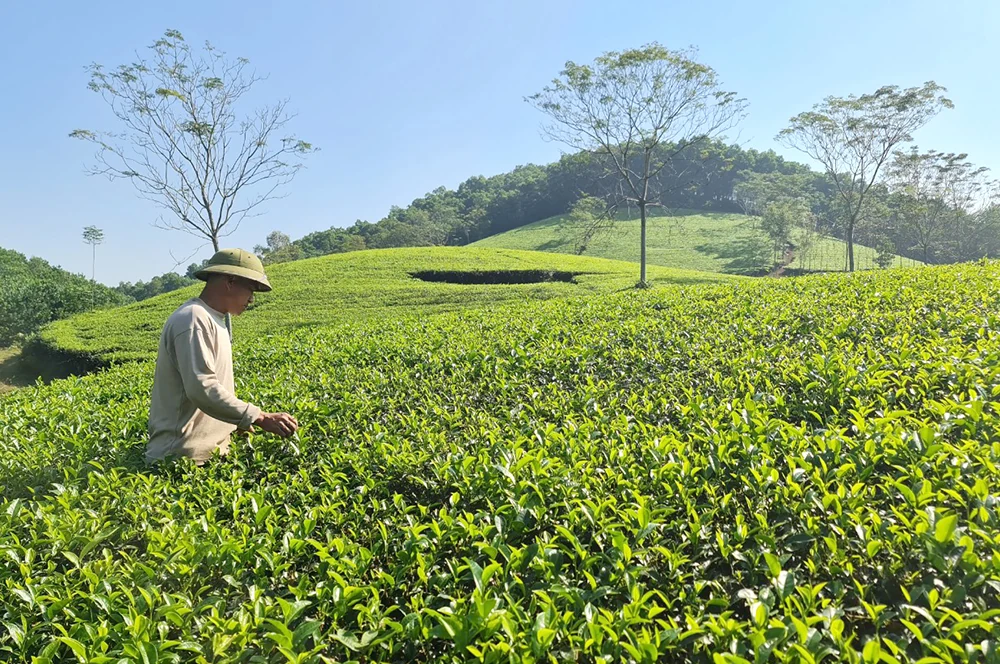 Nearly 567 hectares of agricultural crops have been granted growing area codes