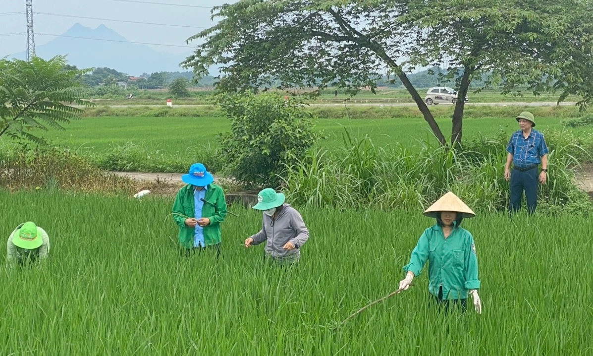 Chủ động phòng, trừ sinh vật gây hại trên lúa Mùa