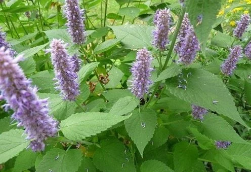 5 vị thuốc giải độc cơ thể mùa nóng