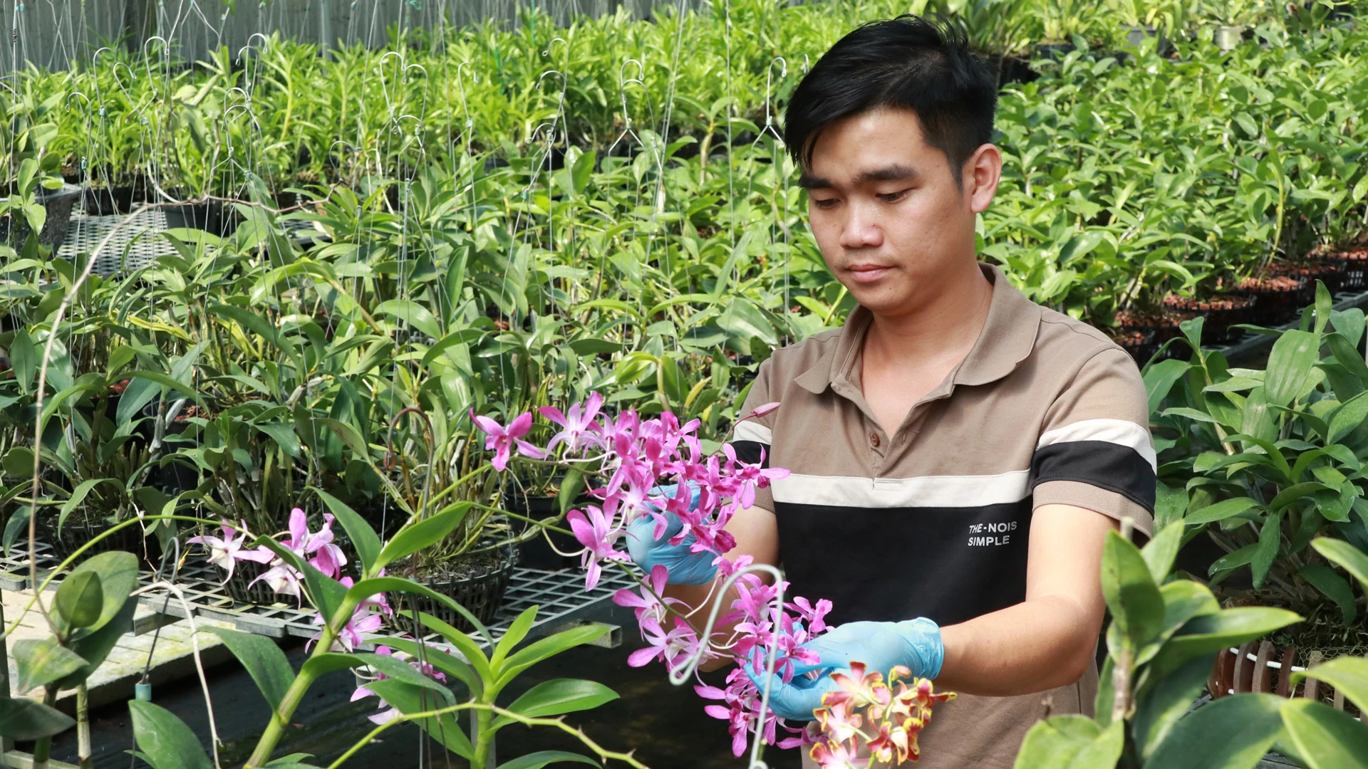 Để hoa lan Bảo Lộc trở thành thương hiệu đặc trưng