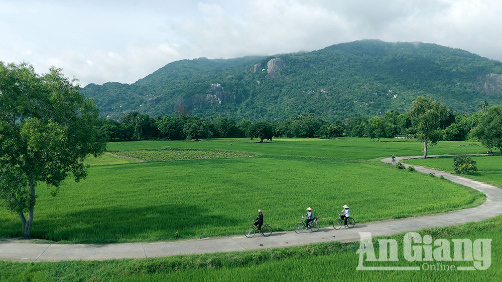 Xanh mướt cánh đồng trâm ở Tri Tôn