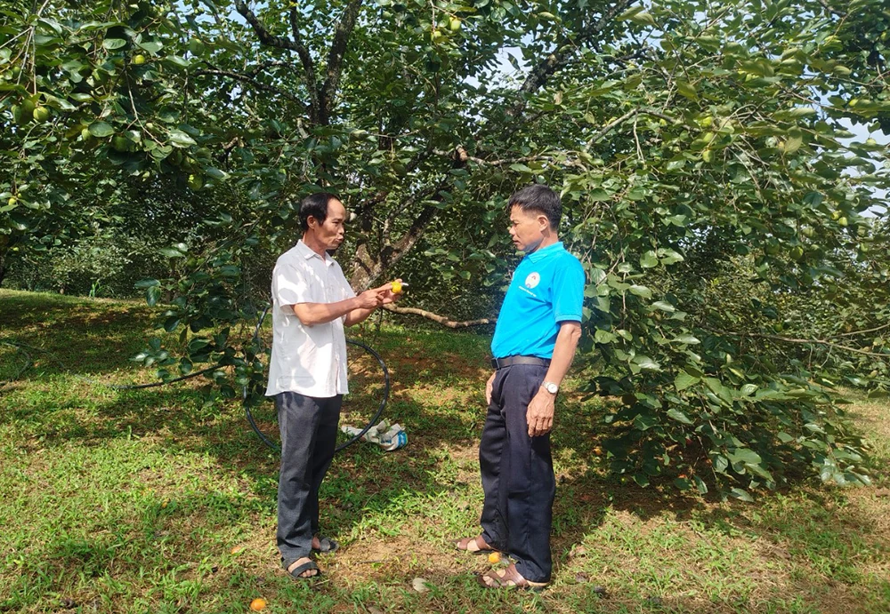Mở rộng diện tích hồng không hạt Gia Thanh