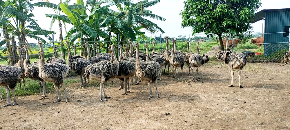 Nuôi đà điểu mở hướng làm giàu
