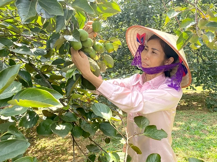 Phù Ninh: Dấu ấn 25 năm tái lập huyện