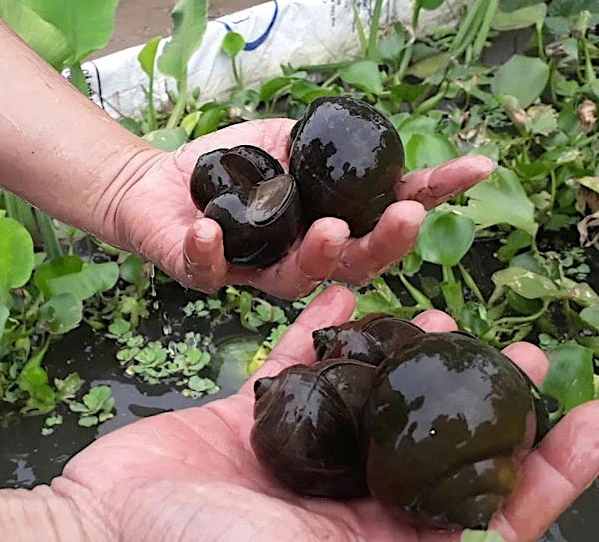 Vô Tranh phát huy thế mạnh giảm nghèo bền vững