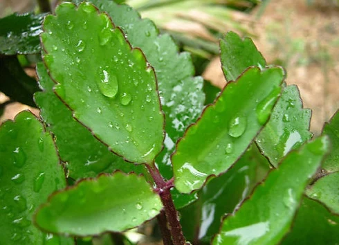 13 bài thuốc chữa bệnh từ cây sống đời