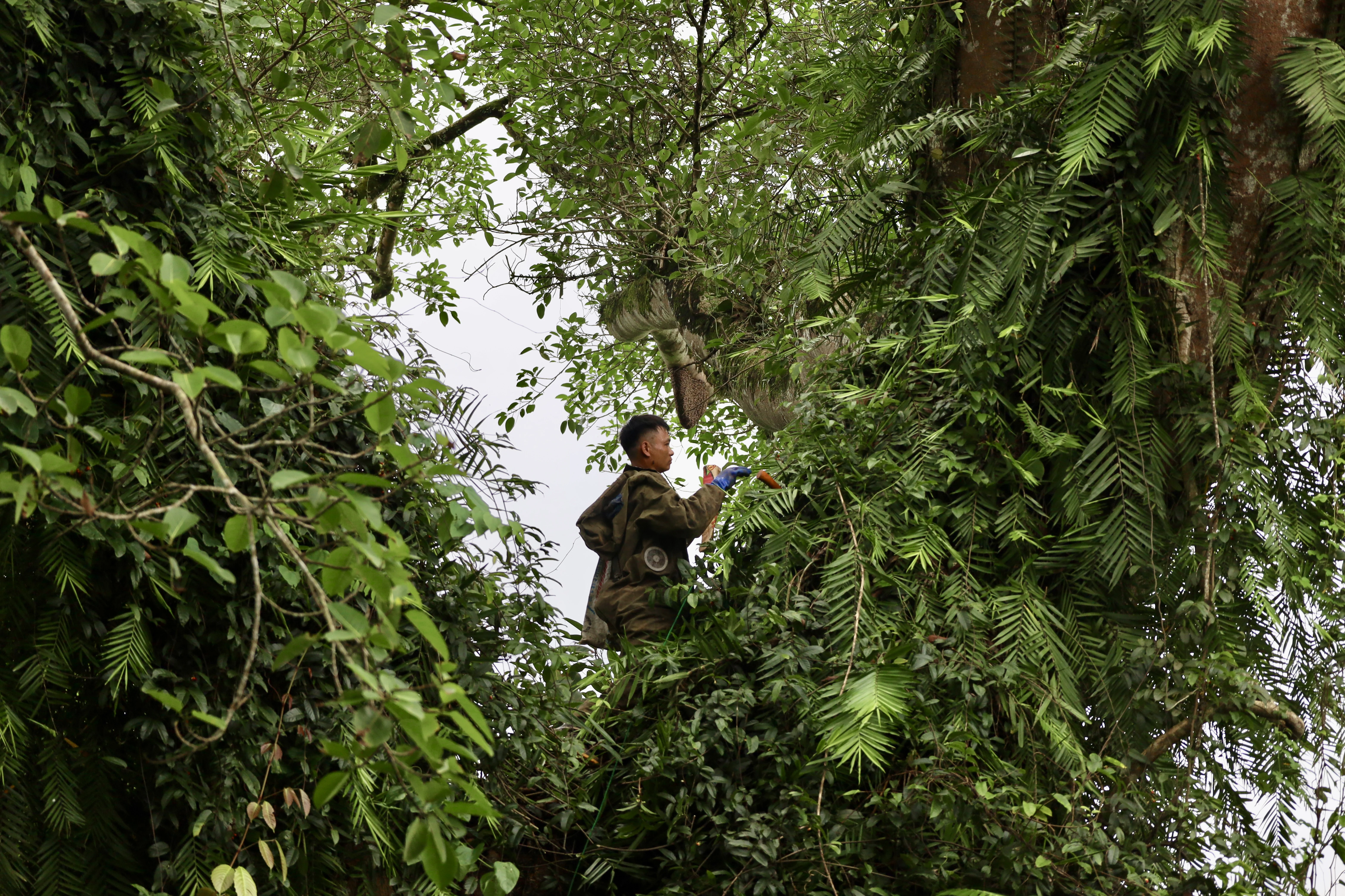 Săn mật ong rừng