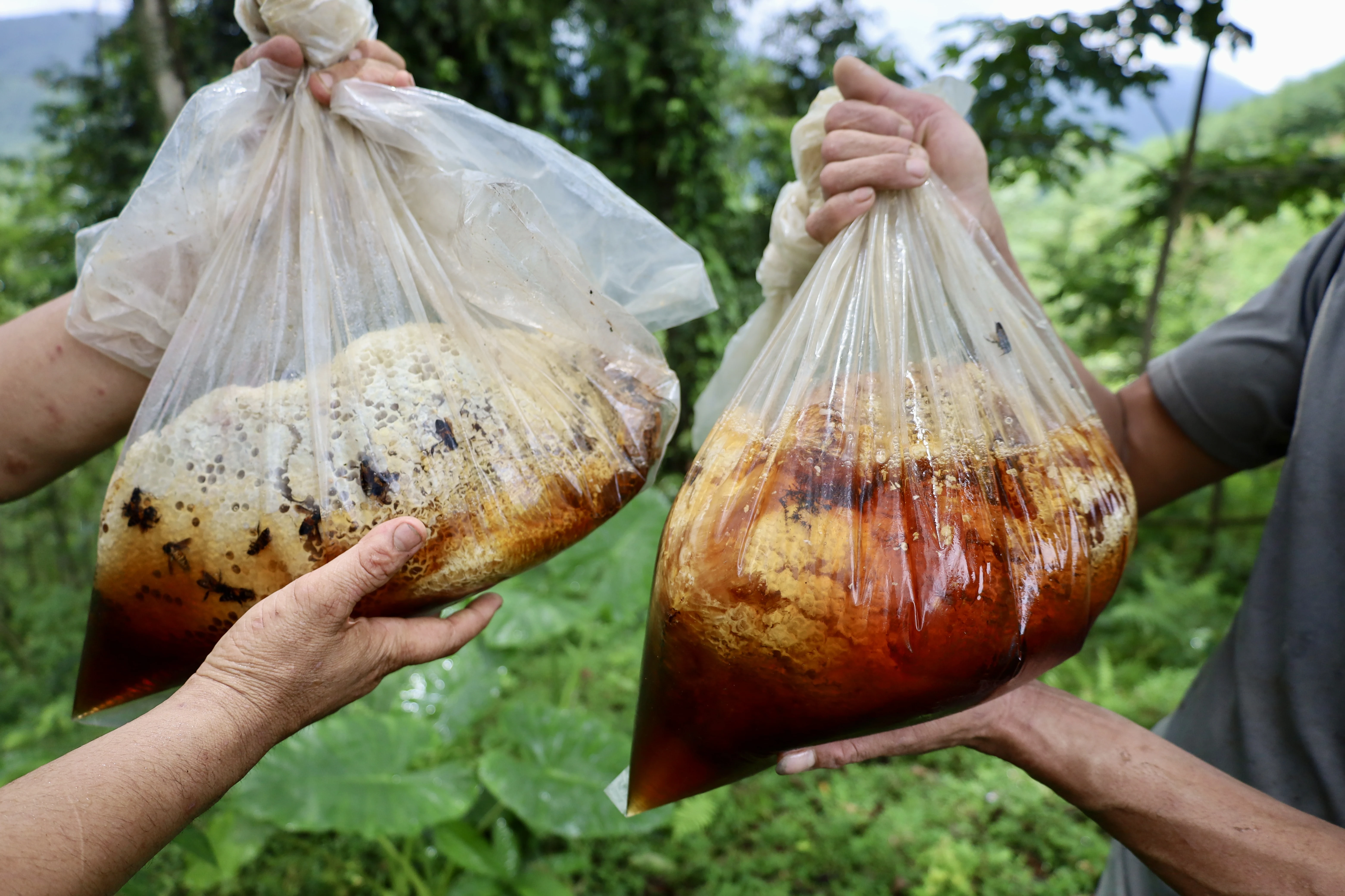 Săn mật ong rừng