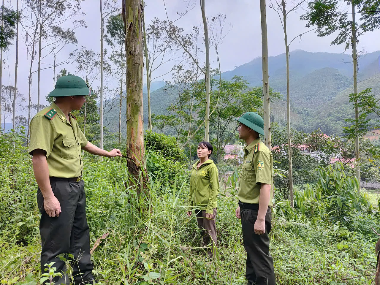 Quản lý rừng bền vững