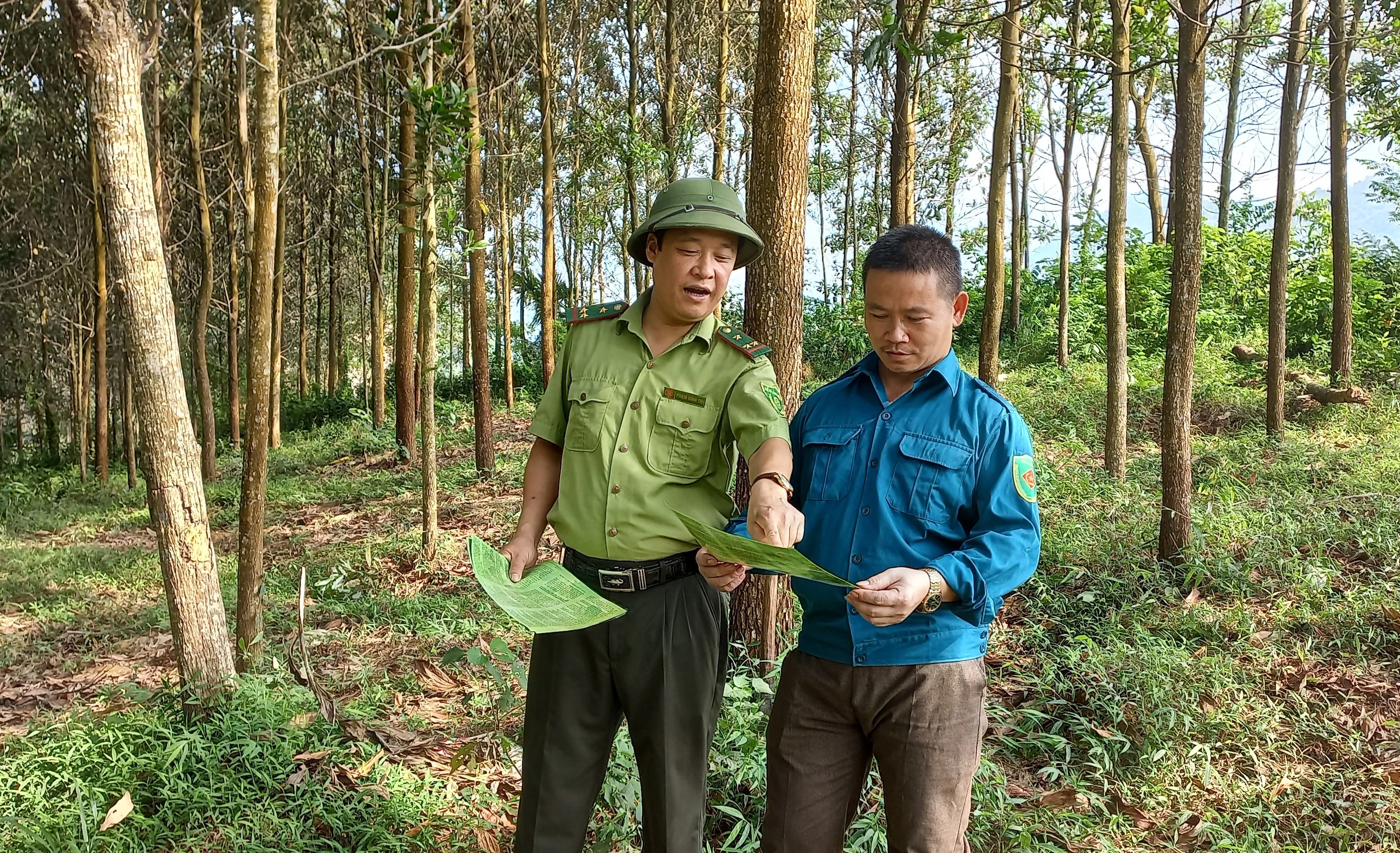 Quản lý rừng bền vững