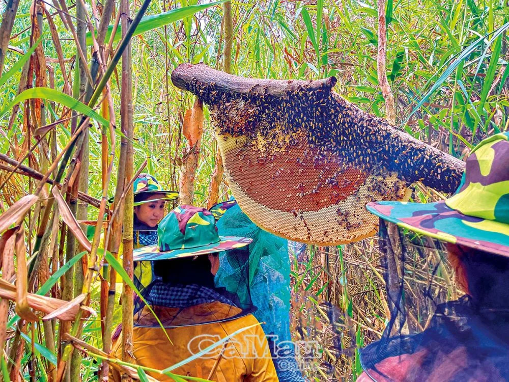 Du lịch gắn bảo vệ rừng