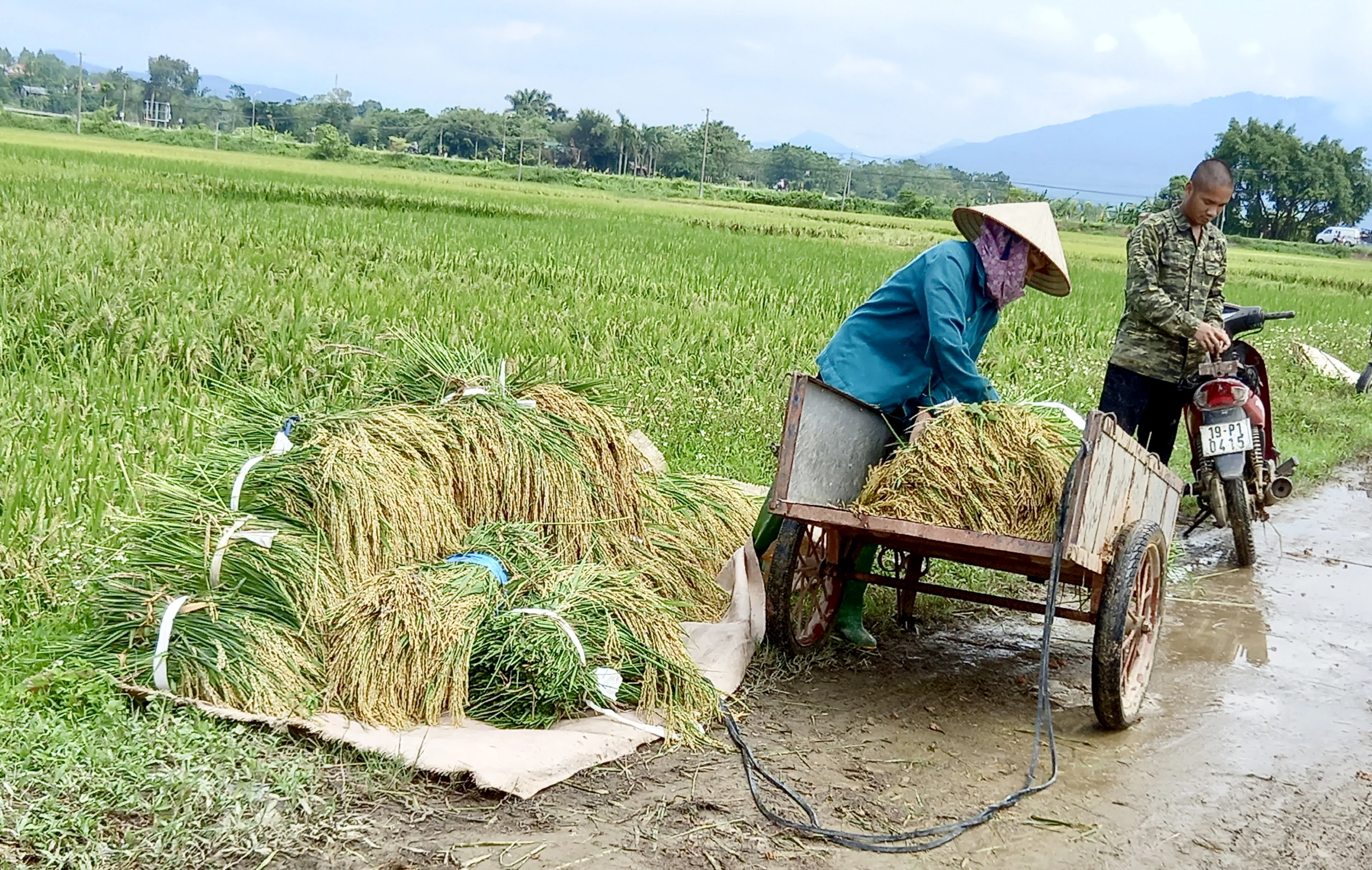 Khẩn trương thu hoạch lúa sau bão số 3