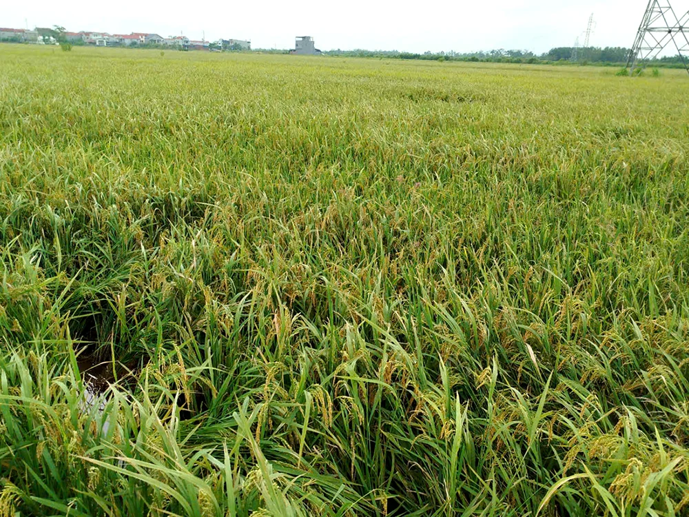 Mô hình quản lý cây trồng tổng hợp IPM/IPHM mang lại hiệu quả kinh tế cao