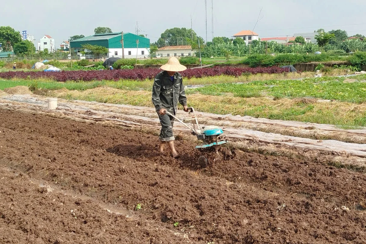 Năng suất vụ Mùa ước đạt 53,1 tạ/ha