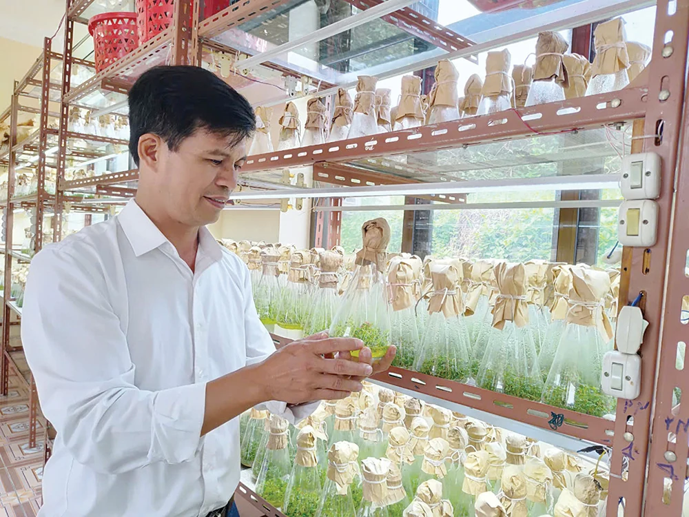 Ứng dụng khoa học kỹ thuật trong sản xuất cây giống
