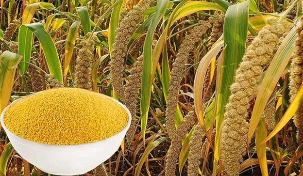 6 loại ngũ cốc ít carb tốt cho sức khỏe