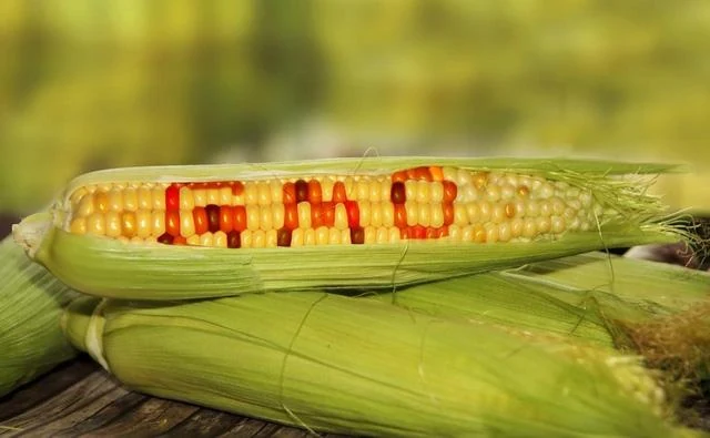 Ăn thực phẩm biến đổi gene có nguy cơ ung thư không?